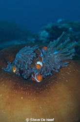 anemone and clownfish by Steve De Neef 